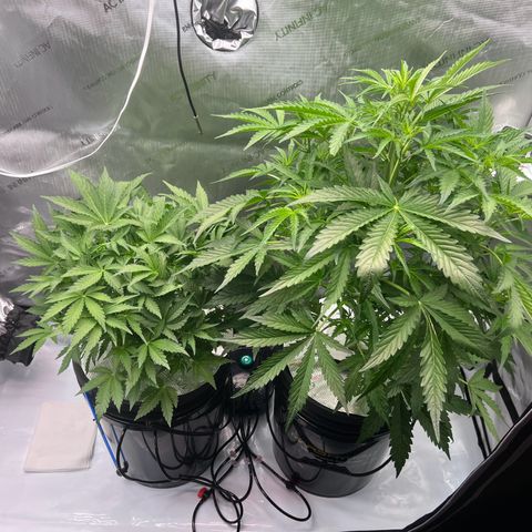 ILGM Blue Dream Auto growlog timeline photo