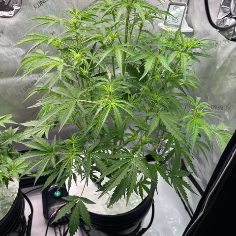 ILGM Blue Dream Auto growlog timeline photo