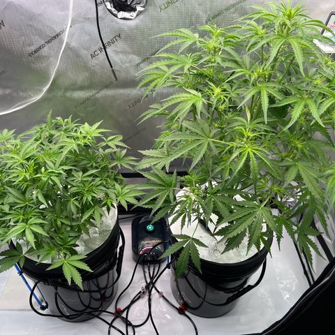 ILGM Blue Dream Auto growlog timeline photo