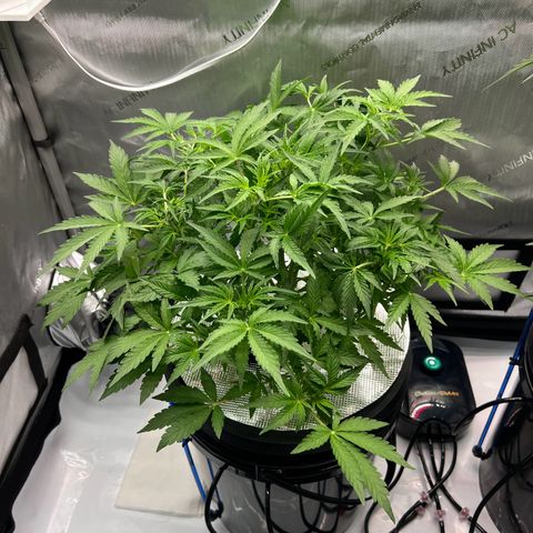 ILGM Blue Dream Auto growlog timeline photo