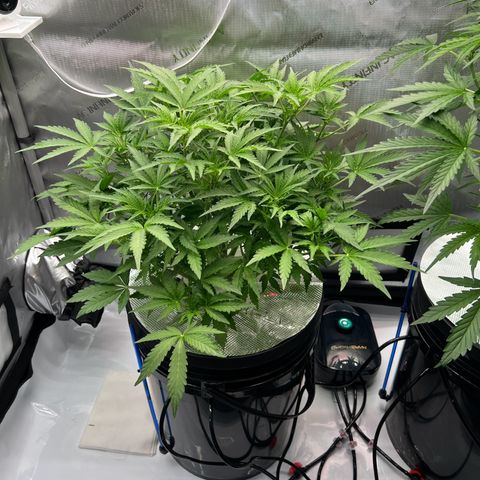 ILGM Blue Dream Auto growlog timeline photo