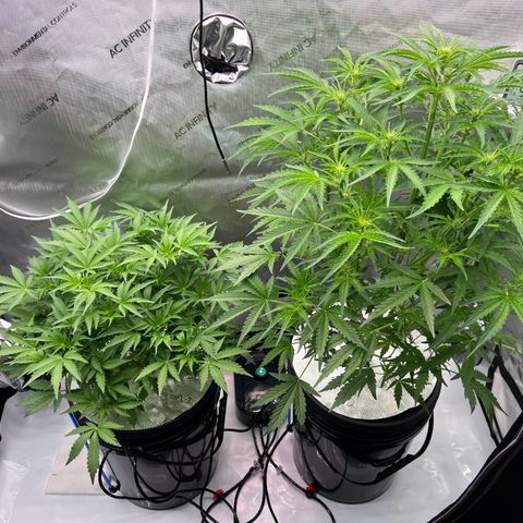 ILGM Blue Dream Auto growlog timeline photo