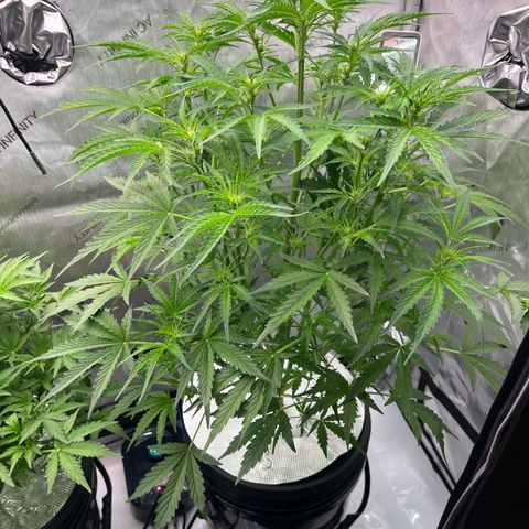 ILGM Blue Dream Auto growlog timeline photo