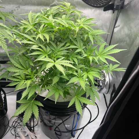 ILGM Blue Dream Auto growlog timeline photo