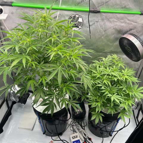 ILGM Blue Dream Auto growlog timeline photo
