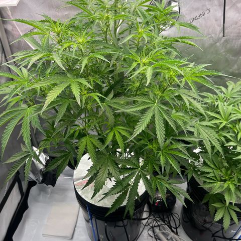 ILGM Blue Dream Auto growlog timeline photo