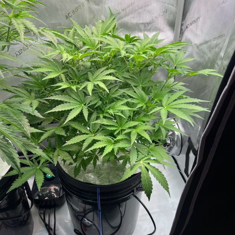 ILGM Blue Dream Auto growlog timeline photo