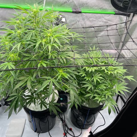 ILGM Blue Dream Auto growlog timeline photo