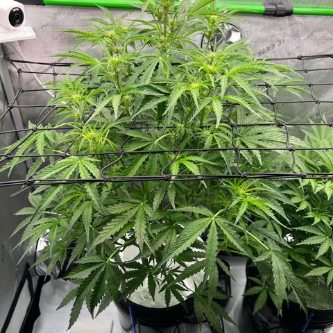 ILGM Blue Dream Auto growlog timeline photo
