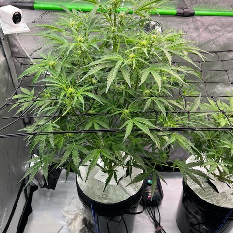 ILGM Blue Dream Auto growlog timeline photo