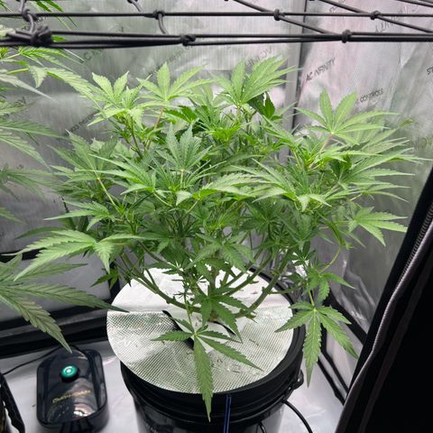ILGM Blue Dream Auto growlog timeline photo