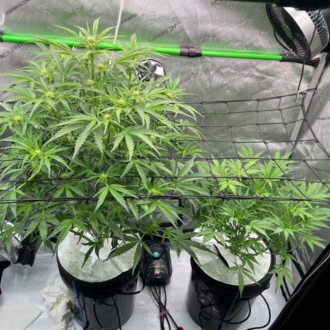ILGM Blue Dream Auto growlog timeline photo