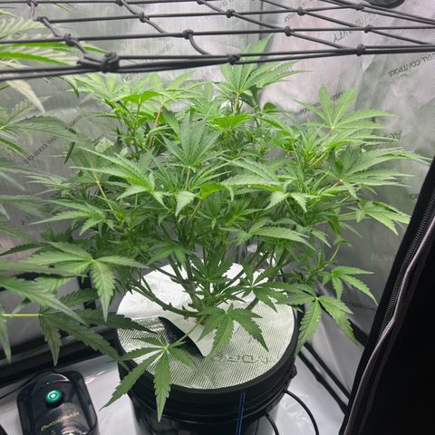 ILGM Blue Dream Auto growlog timeline photo
