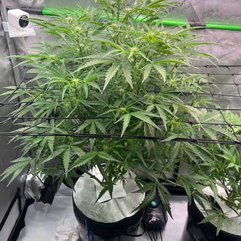 ILGM Blue Dream Auto growlog timeline photo