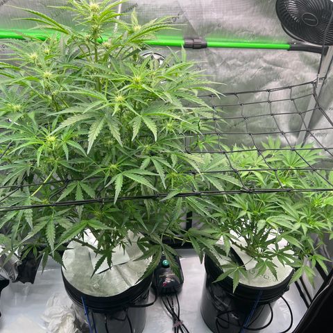 ILGM Blue Dream Auto growlog timeline photo