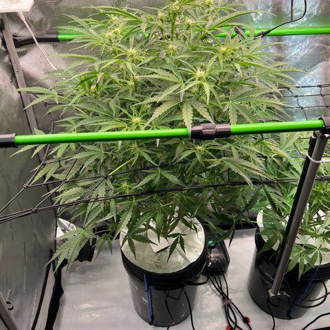 ILGM Blue Dream Auto growlog timeline photo