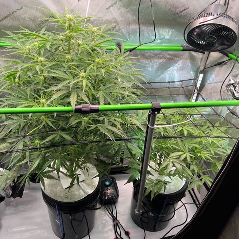 ILGM Blue Dream Auto growlog timeline photo