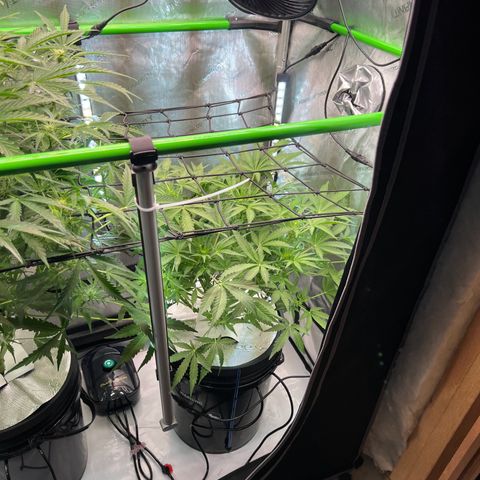 ILGM Blue Dream Auto growlog timeline photo