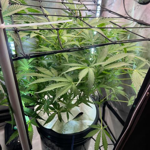 ILGM Blue Dream Auto growlog timeline photo