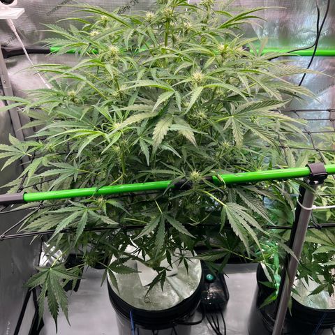ILGM Blue Dream Auto growlog timeline photo