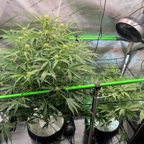 ILGM Blue Dream Auto growlog timeline photo