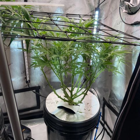 ILGM Blue Dream Auto growlog timeline photo