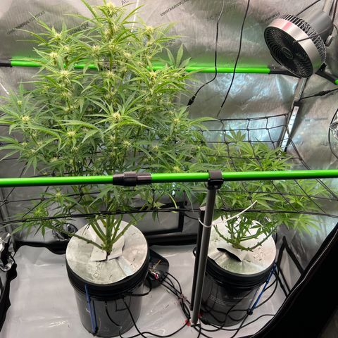 ILGM Blue Dream Auto growlog timeline photo
