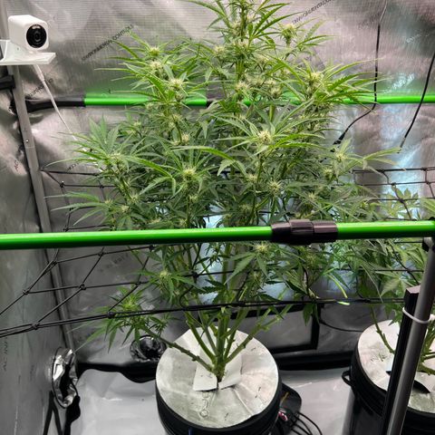 ILGM Blue Dream Auto growlog timeline photo