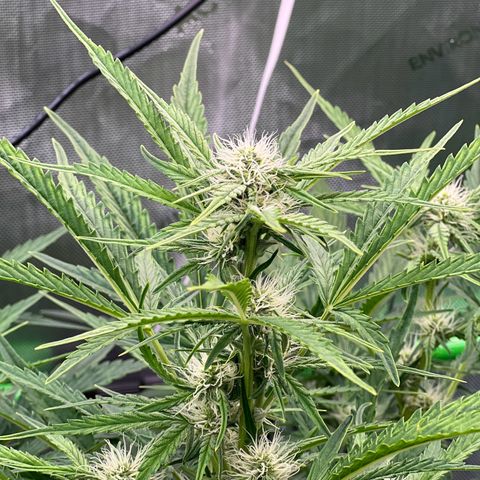 ILGM Blue Dream Auto growlog timeline photo