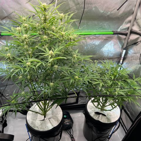 ILGM Blue Dream Auto growlog timeline photo