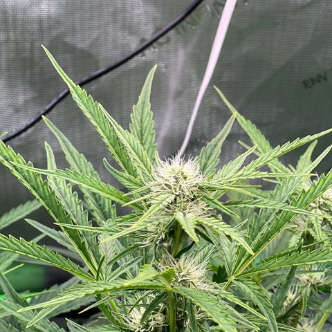 ILGM Blue Dream Auto growlog timeline photo