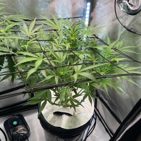 ILGM Blue Dream Auto growlog timeline photo