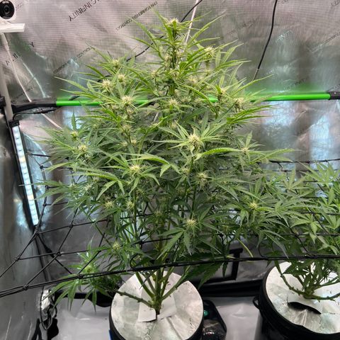 ILGM Blue Dream Auto growlog timeline photo