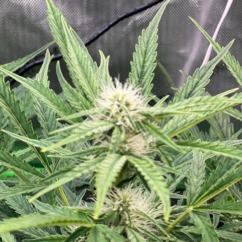 ILGM Blue Dream Auto growlog timeline photo