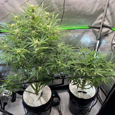 ILGM Blue Dream Auto growlog timeline photo