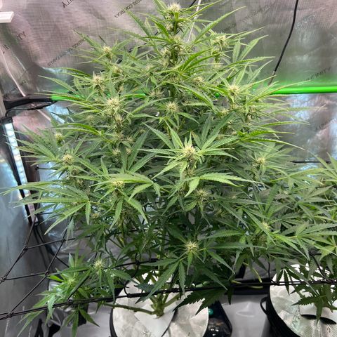 ILGM Blue Dream Auto growlog timeline photo