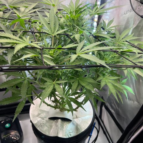 ILGM Blue Dream Auto growlog timeline photo