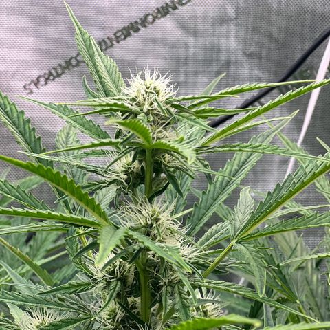 ILGM Blue Dream Auto growlog timeline photo