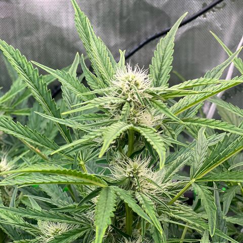 ILGM Blue Dream Auto growlog timeline photo