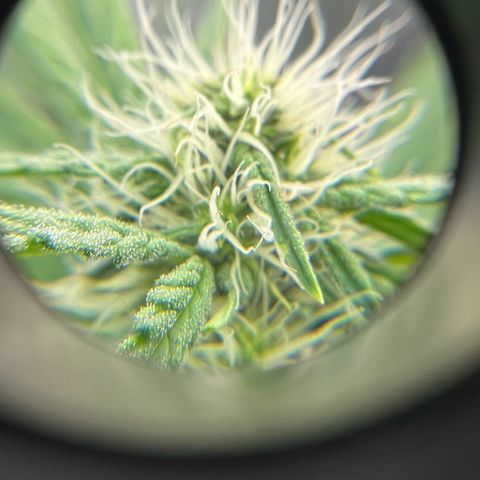 ILGM Blue Dream Auto growlog timeline photo
