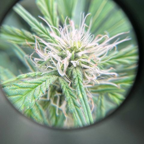 ILGM Blue Dream Auto growlog timeline photo