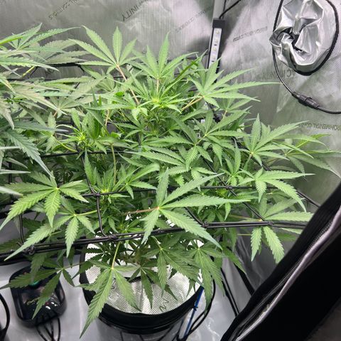 ILGM Blue Dream Auto growlog timeline photo