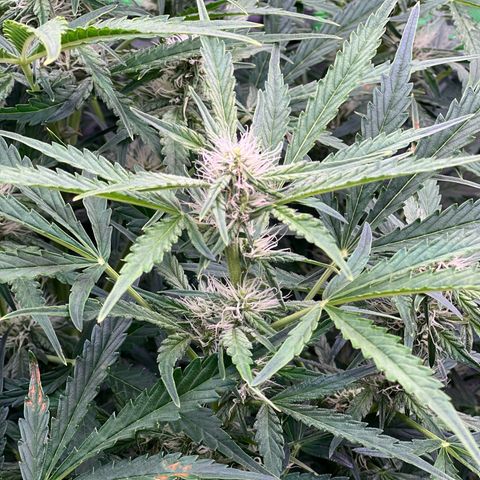 ILGM Blue Dream Auto growlog timeline photo