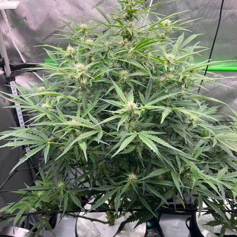 ILGM Blue Dream Auto growlog timeline photo