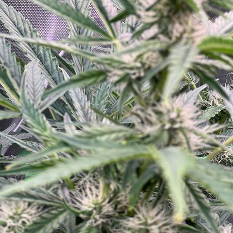 ILGM Blue Dream Auto growlog timeline photo