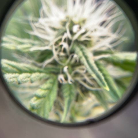 ILGM Blue Dream Auto growlog timeline photo