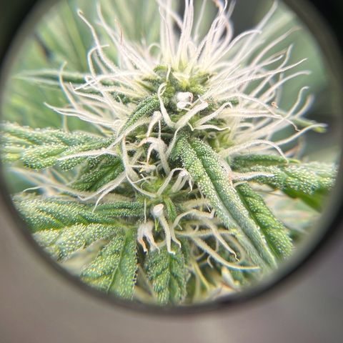 ILGM Blue Dream Auto growlog timeline photo