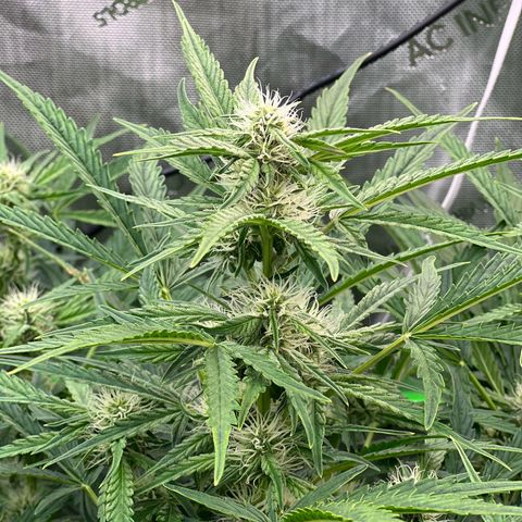 ILGM Blue Dream Auto growlog timeline photo