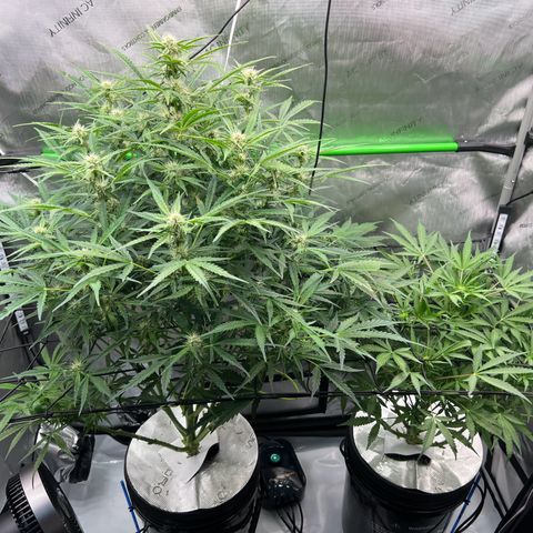 ILGM Blue Dream Auto growlog timeline photo
