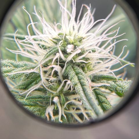 ILGM Blue Dream Auto growlog timeline photo
